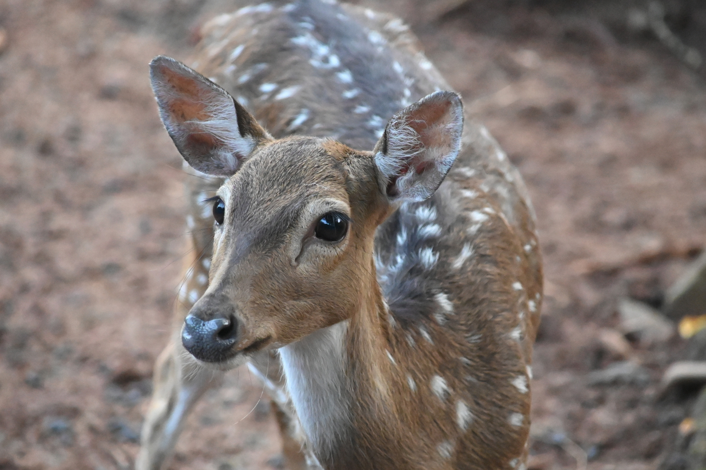 Boring Shooting Image
